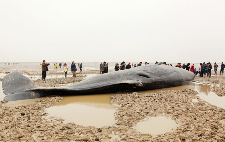 鹽城海灘建設(shè)新聞網(wǎng)站最新(鹽城海灘建設(shè)新聞網(wǎng)站最新報道)
