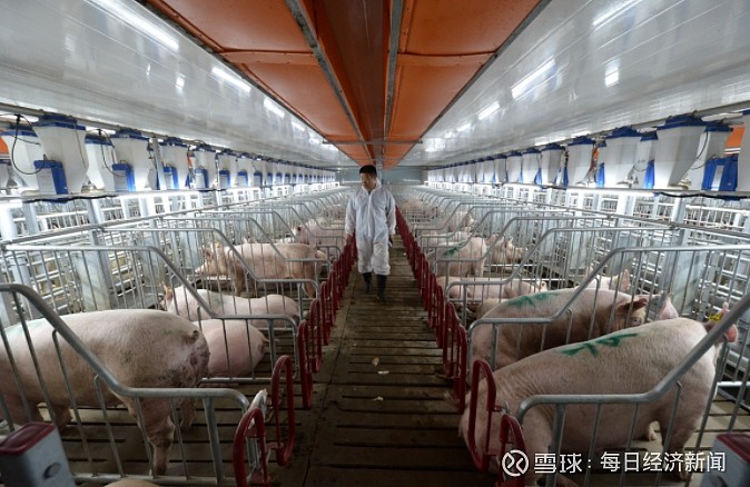 豬產(chǎn)業(yè)互聯(lián)網(wǎng)新聞(豬產(chǎn)業(yè)互聯(lián)網(wǎng)新聞最新消息)
